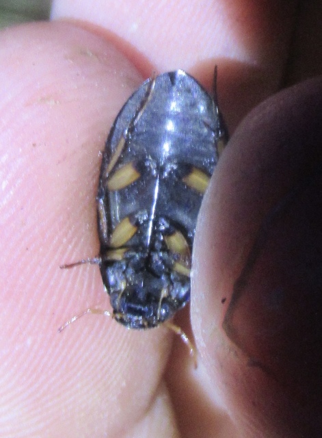 Hydrochara flavipes - sárgalábú csibor