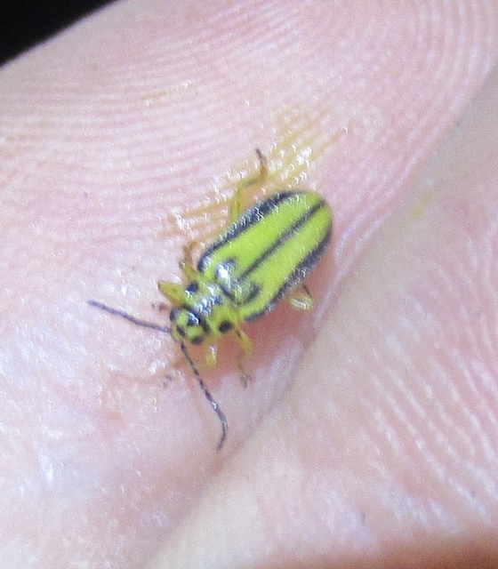 Xanthogalerucella luteola - szilfa-olajosbogár