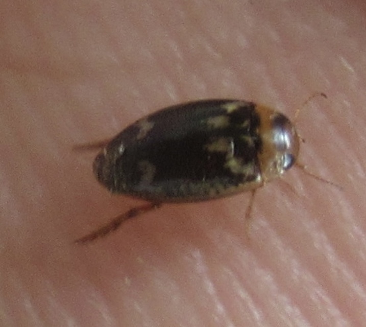 Laccophilus poecilus - tarka bukóbogár