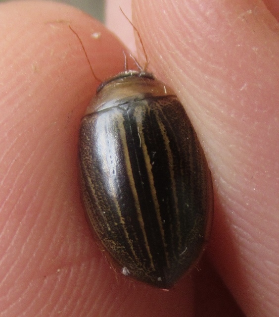 Hydaticus grammicus - déli mocsáricsíkbogár