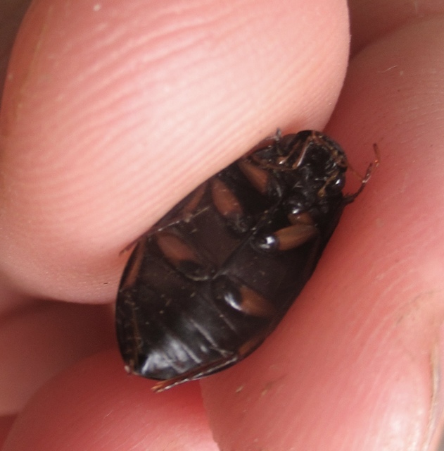 Hydrochara flavipes - sárgalábú csibor