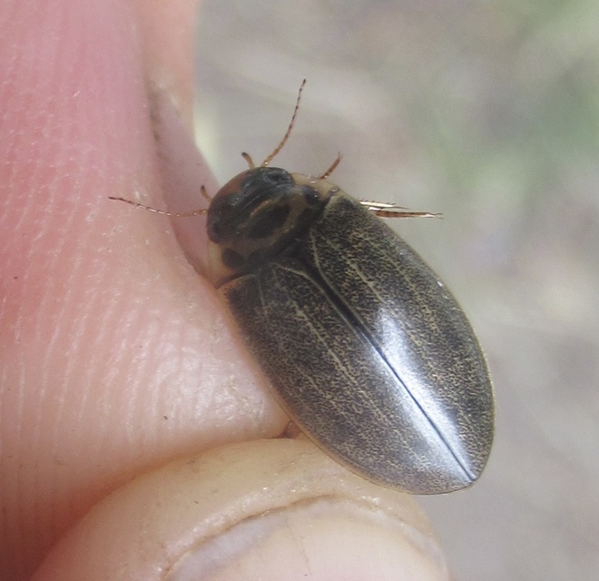 Rhantus frontalis - sárgamellű particsíkbogár