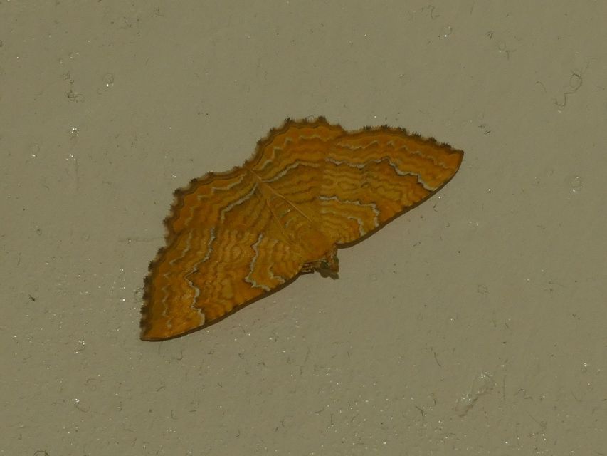 Camptogramma bilineata - kétvonalas sávosaraszoló