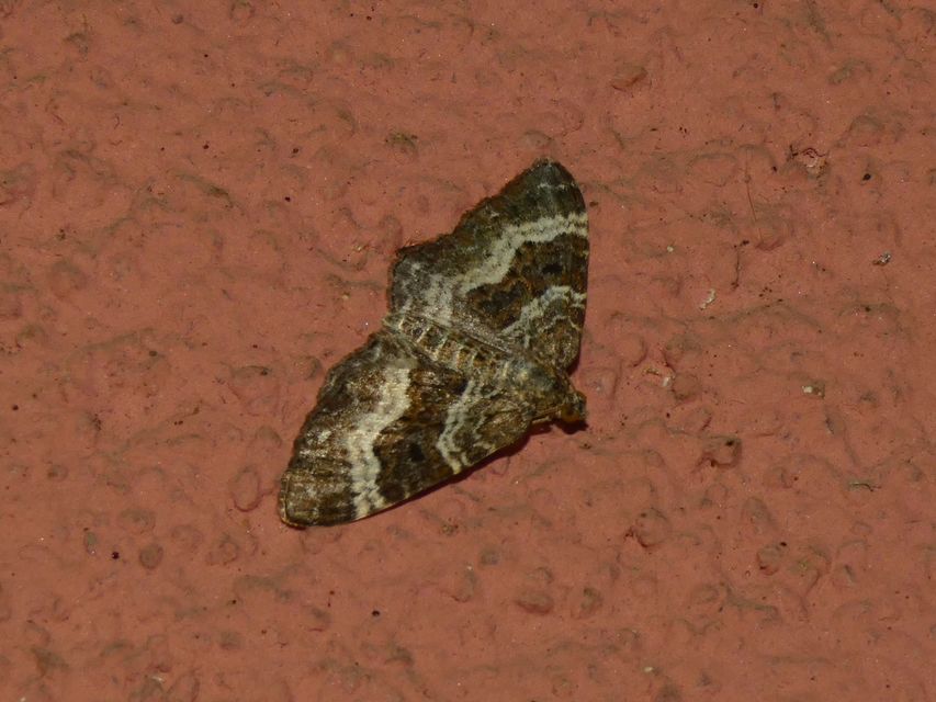 Epirrhoe alternata - galaj-tarkaaraszoló