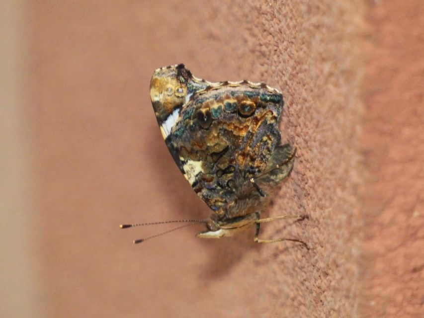 Vanessa atalanta - atalantalepke