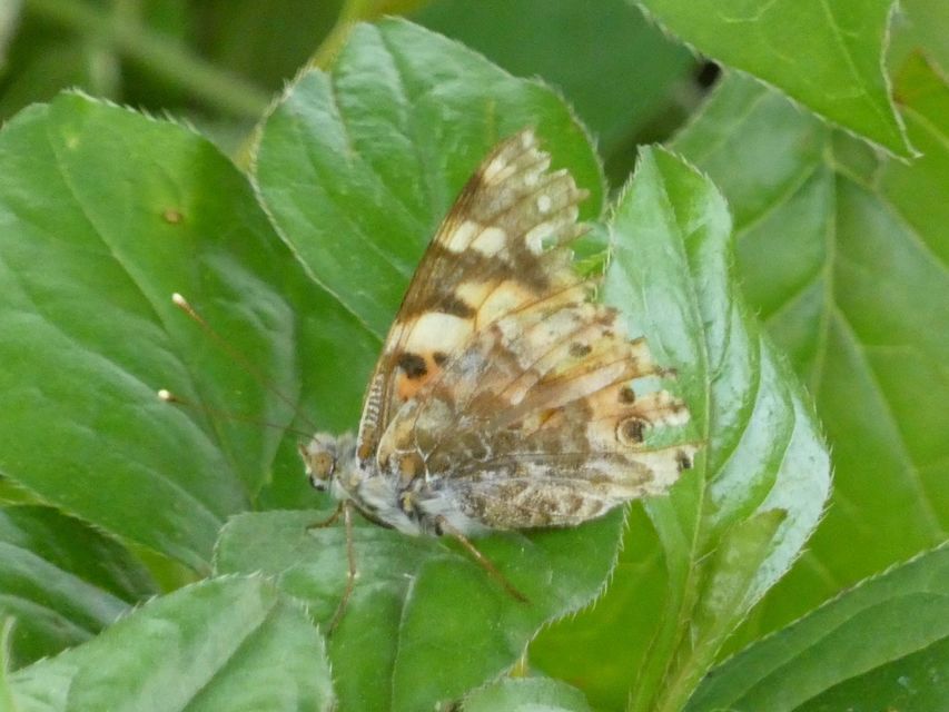 Vanessa cardui - bogáncslepke