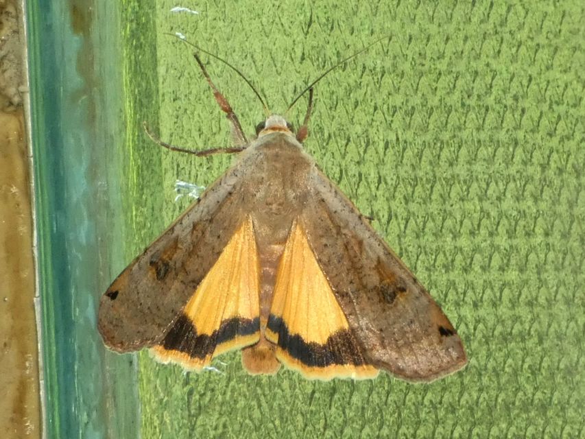 Noctua pronuba - nagy sárgafűbagoly