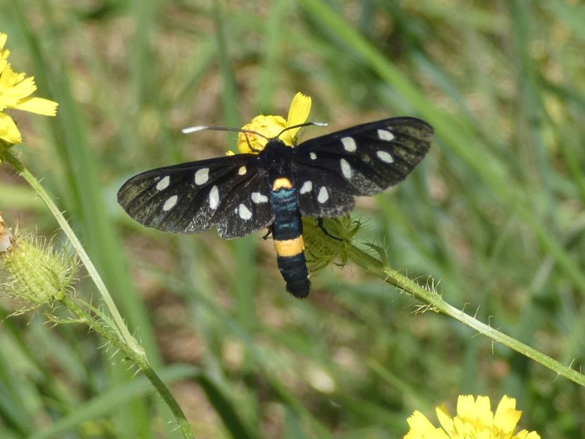 Amata phegea - fehérpettyes álcsüngőlepke