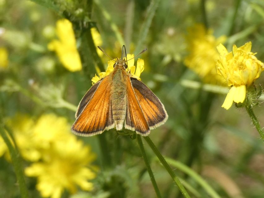 Thymelicus lineola - vonalas busalepke