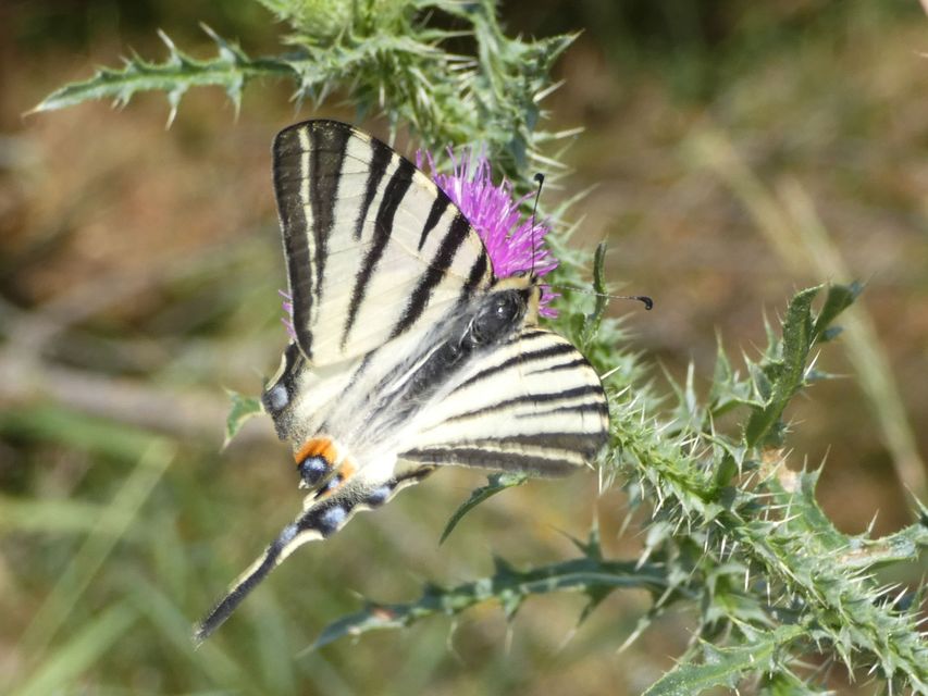 Iphiclides podalirius - kardoslepke