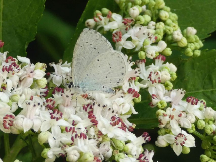 Celastrina argiolus - bengeboglárka