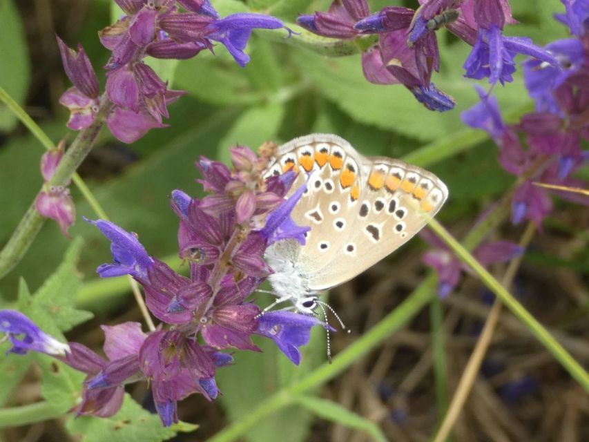 Polyommatus icarus - közönséges boglárka