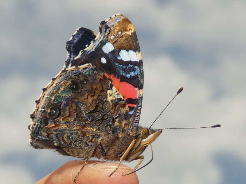Vanessa atalanta - atalantalepke