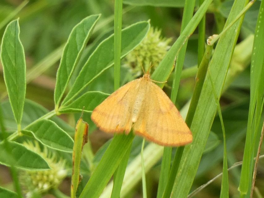 Lythria purpuraria - bíborsávos araszoló