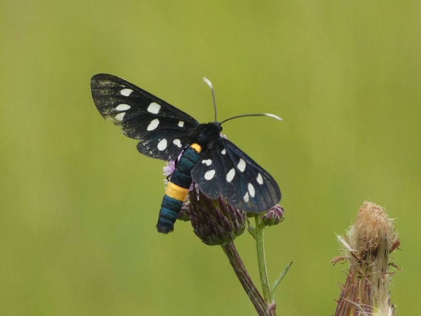 Amata phegea - fehérpettyes álcsüngőlepke