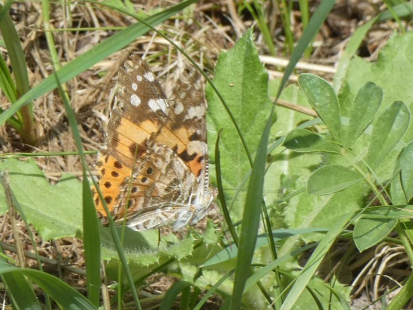 Vanessa cardui - bogáncslepke