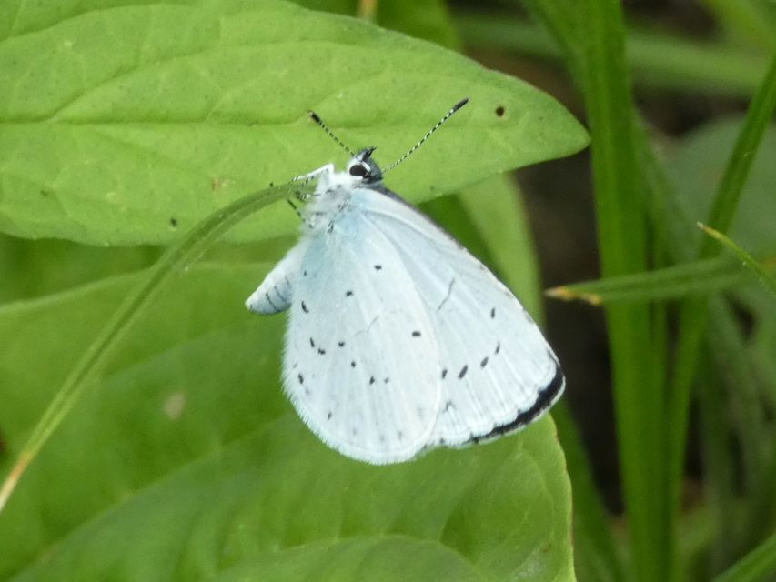Celastrina argiolus - bengeboglárka