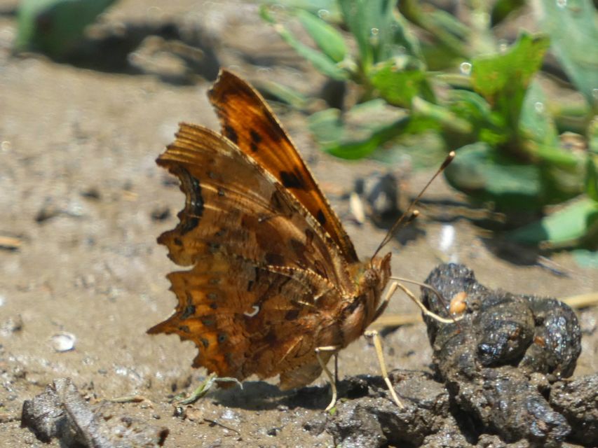 Nymphalis c-album - C-betűs lepke