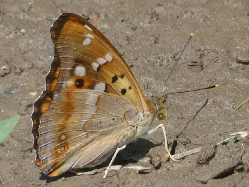 Apatura ilia - kis színjátszólepke