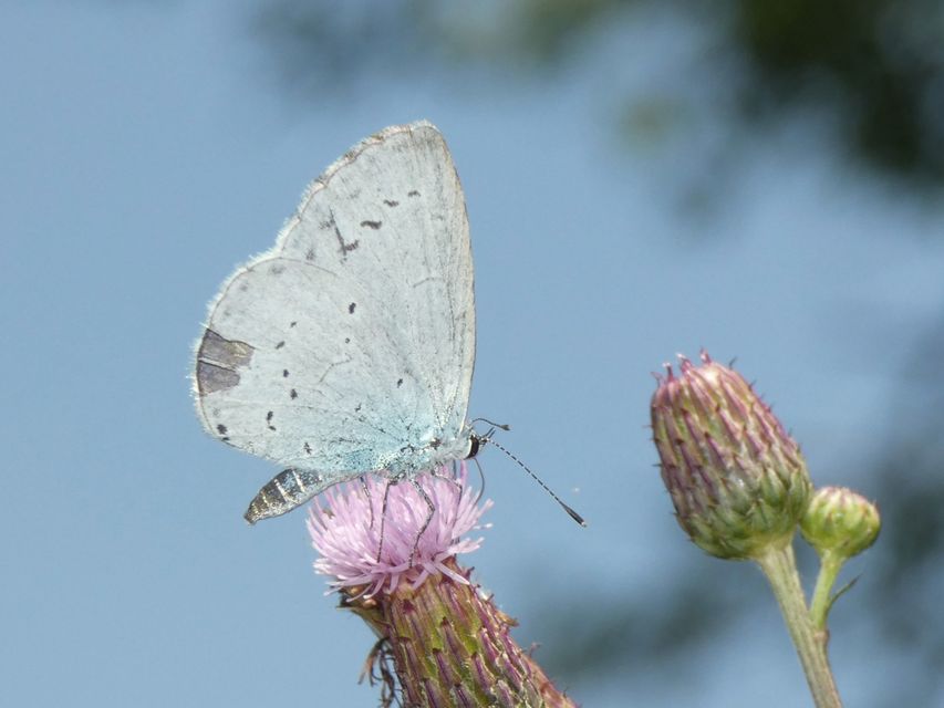 Celastrina argiolus - bengeboglárka