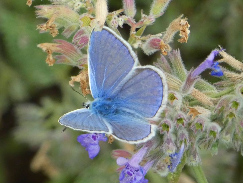 Polyommatus icarus - közönséges boglárka