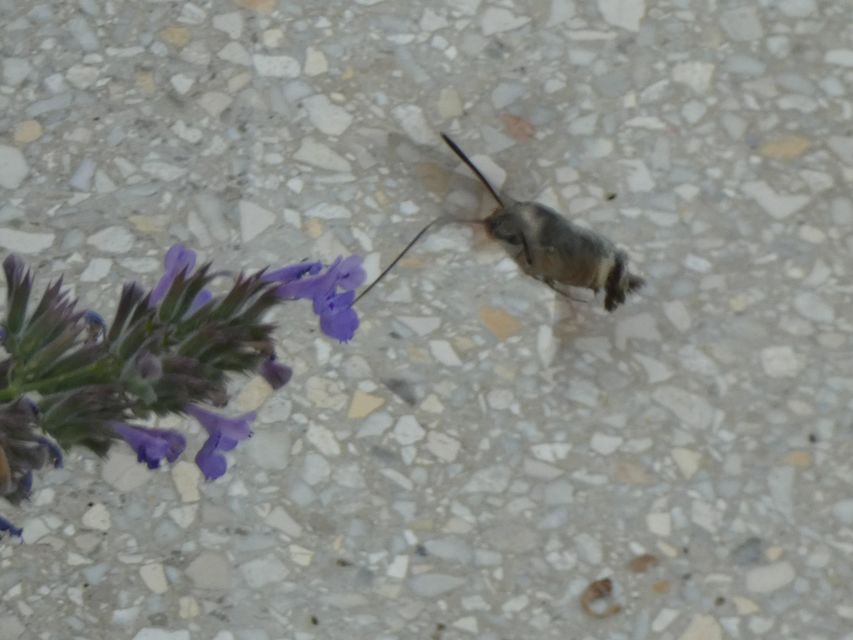 Macroglossum stellatarum - kacsafarkú szender