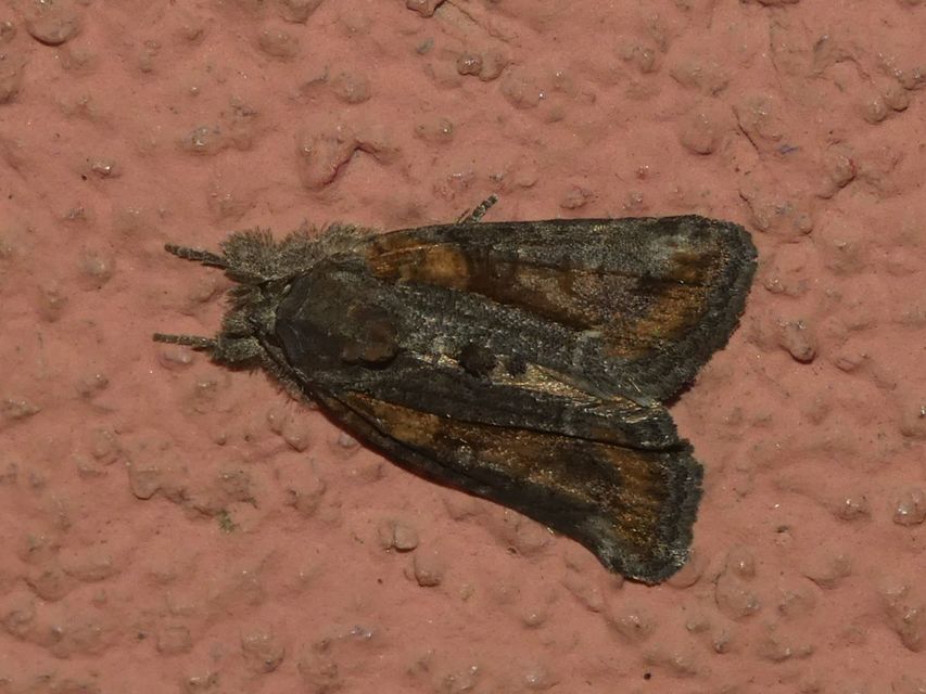 Bryophila raptricula/felina