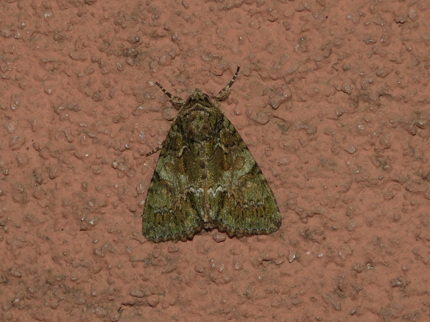 Polyphaenis sericata - selyemfényű erdeibagoly