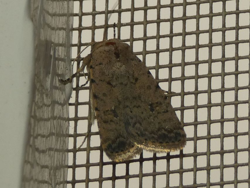 Paradrina clavipalpis - közönséges selymesbagoly