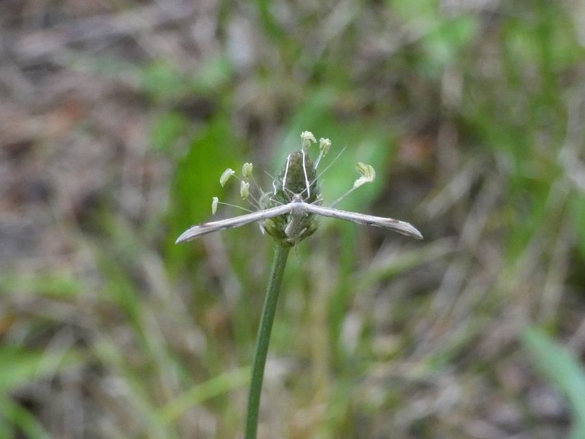 Pterophoridae - tollasmolyfélék