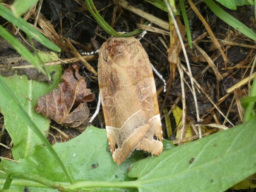 Noctua fimbriata - szélessávú sárgafűbagoly