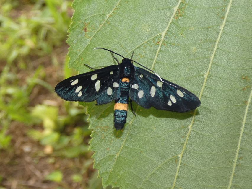 Amata phegea - fehérpettyes álcsüngőlepke