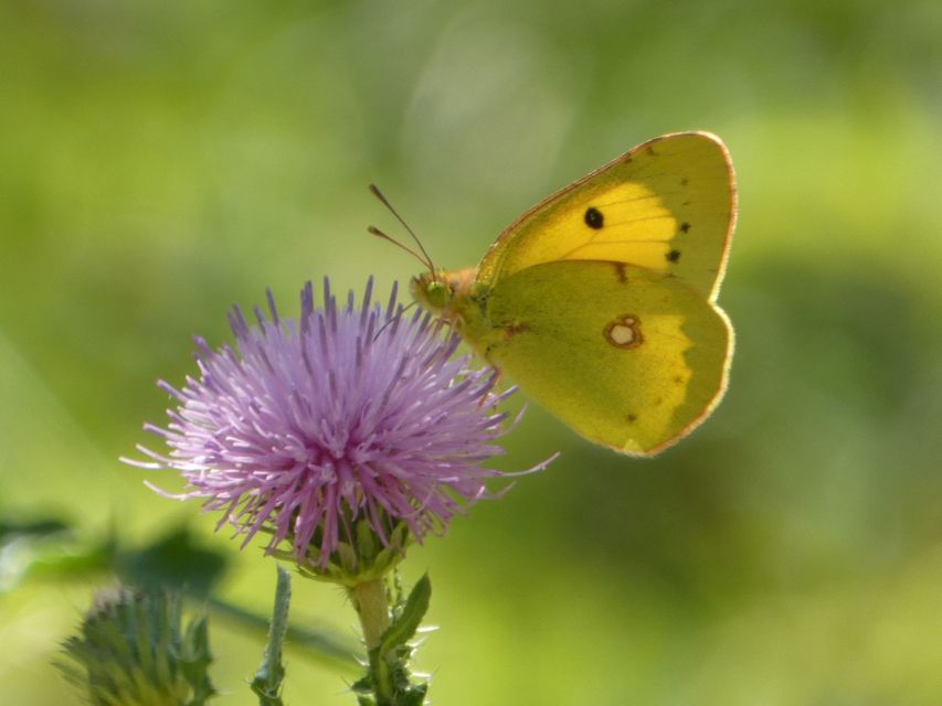 Colias croceus - sáfránylepke