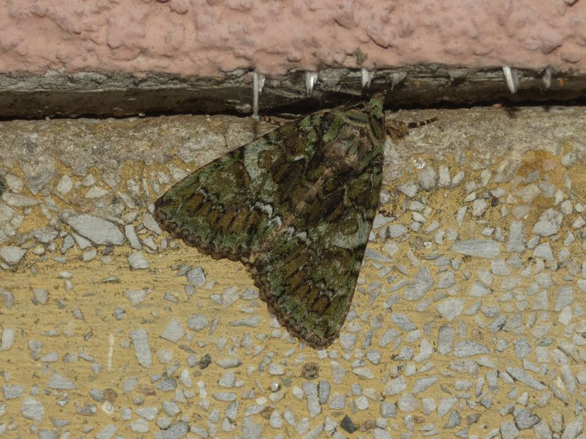 Polyphaenis sericata - selyemfényű erdeibagoly