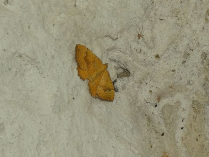 Camptogramma bilineata - kétvonalas sávosaraszoló