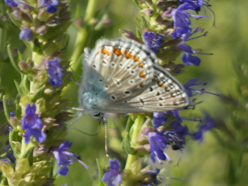 Polyommatus icarus - közönséges boglárka
