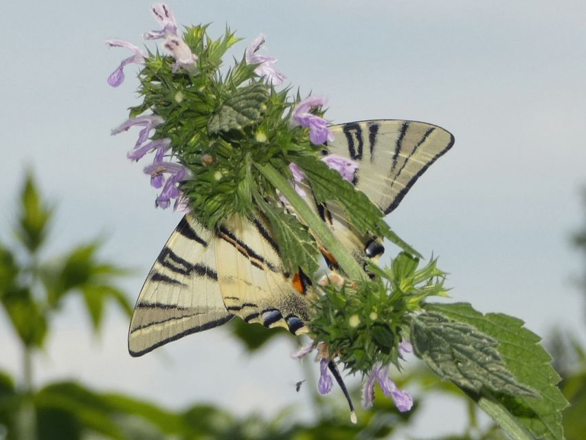 Iphiclides podalirius - kardoslepke