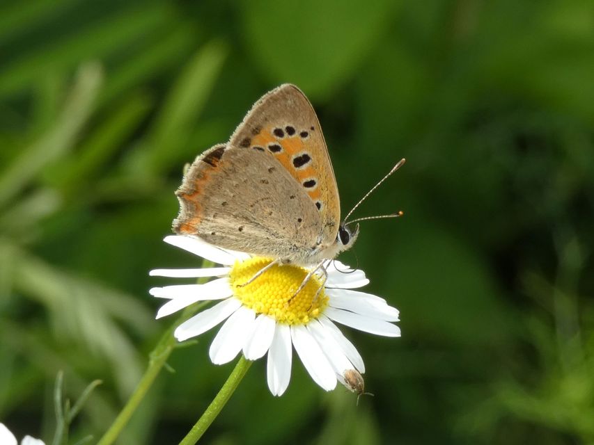 Lycaena phlaeas - közönséges tűzlepke