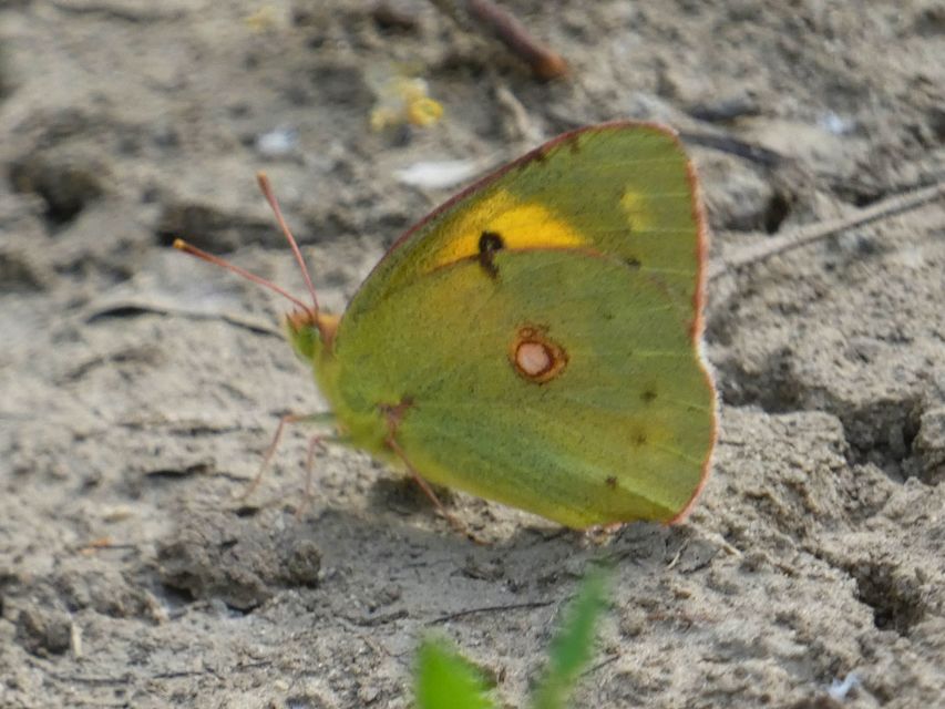 Colias croceus - sáfránylepke