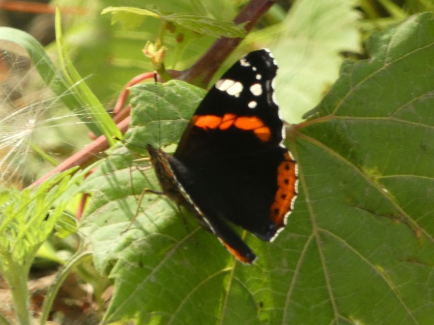 Vanessa atalanta - atalantalepke