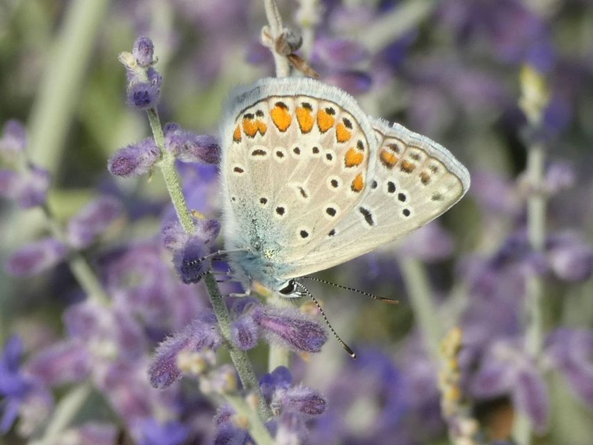 Polyommatus icarus - közönséges boglárka