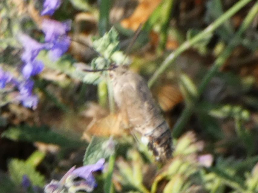 Macroglossum stellatarum - kacsafarkú szender