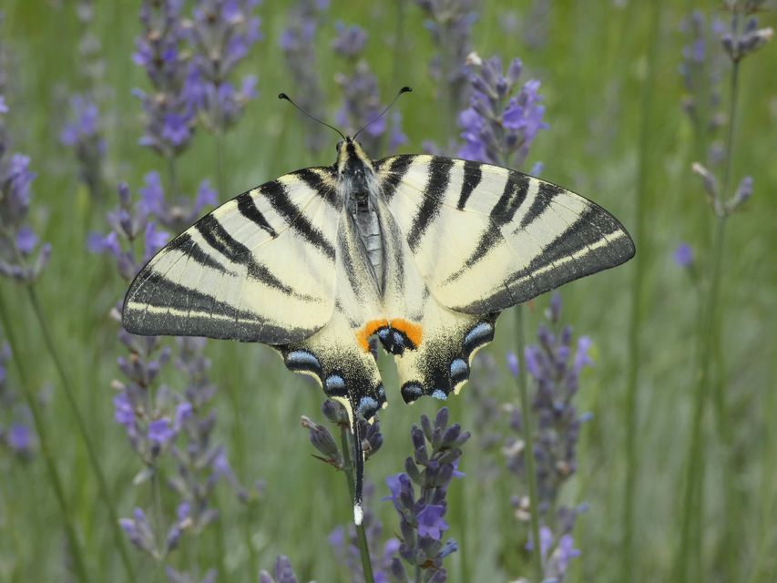 Iphiclides podalirius - kardoslepke