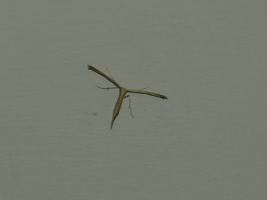 Pterophoridae - tollasmolyfélék