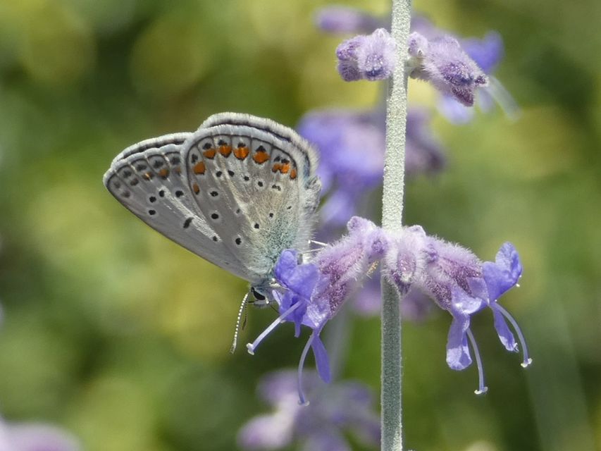 Polyommatus icarus - közönséges boglárka