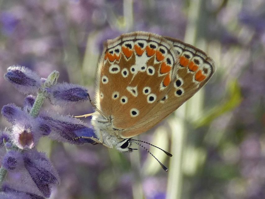Aricia agestis - szerecsenboglárka
