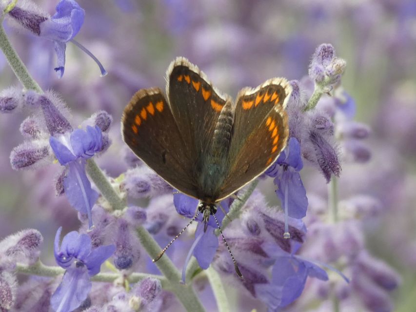 Aricia agestis - szerecsenboglárka