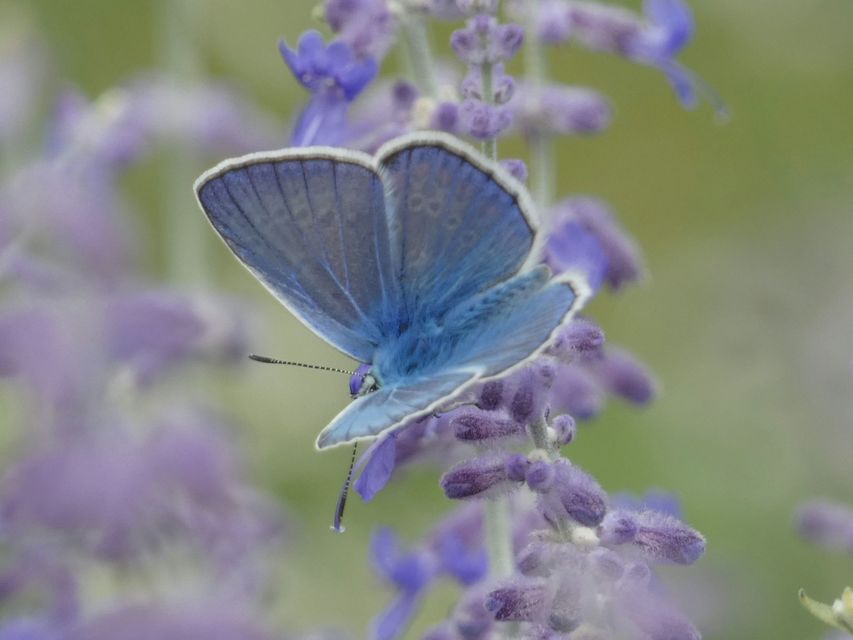 Polyommatus icarus - közönséges boglárka