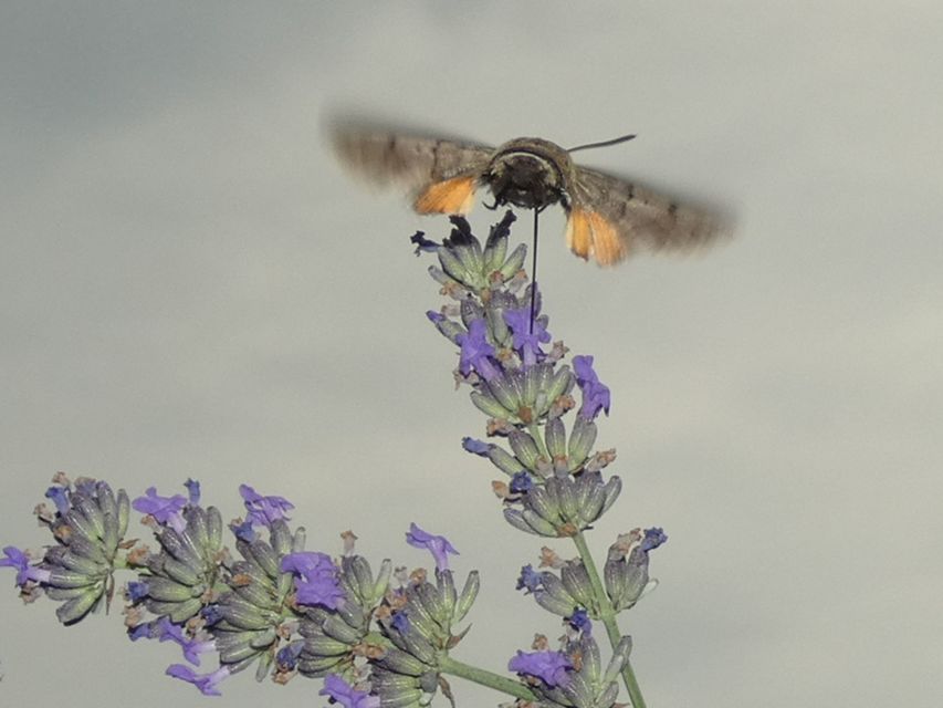 Macroglossum stellatarum - kacsafarkú szender