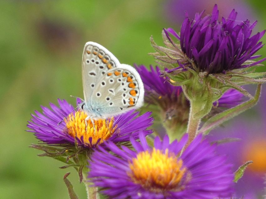 Polyommatus icarus - közönséges boglárka
